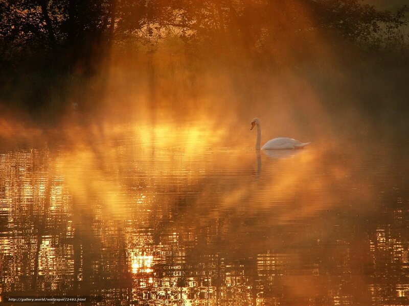 Swan on misty lake at sunrise