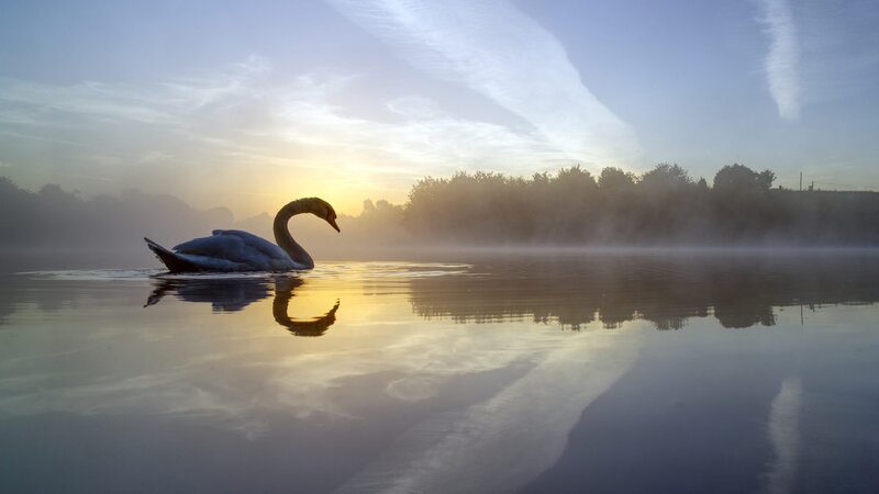 Swan on Misty Lake — Blue