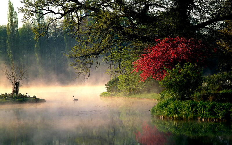 Swan on Misty Lake — Green