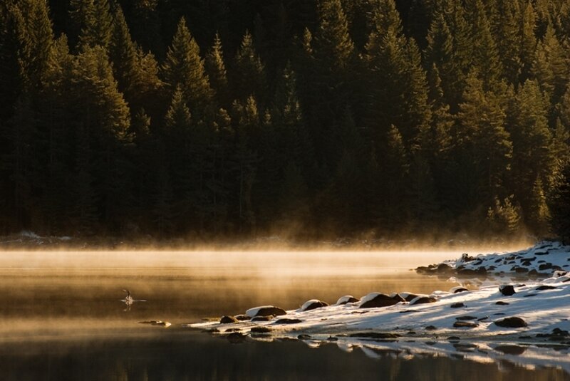 Swan on Misty Lake