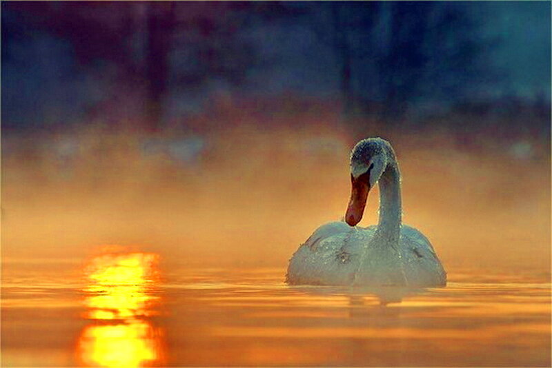 Swan on Misty Water — Orange