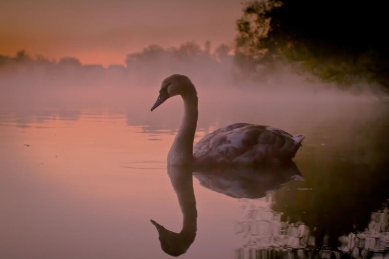 Swan on Misty Water