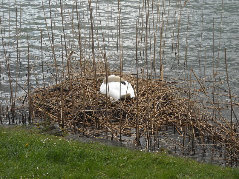 swan on nest in reeds