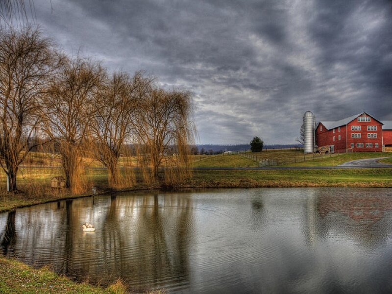 Swan on Pond — Gray
