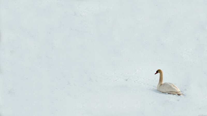Swan on snowy field