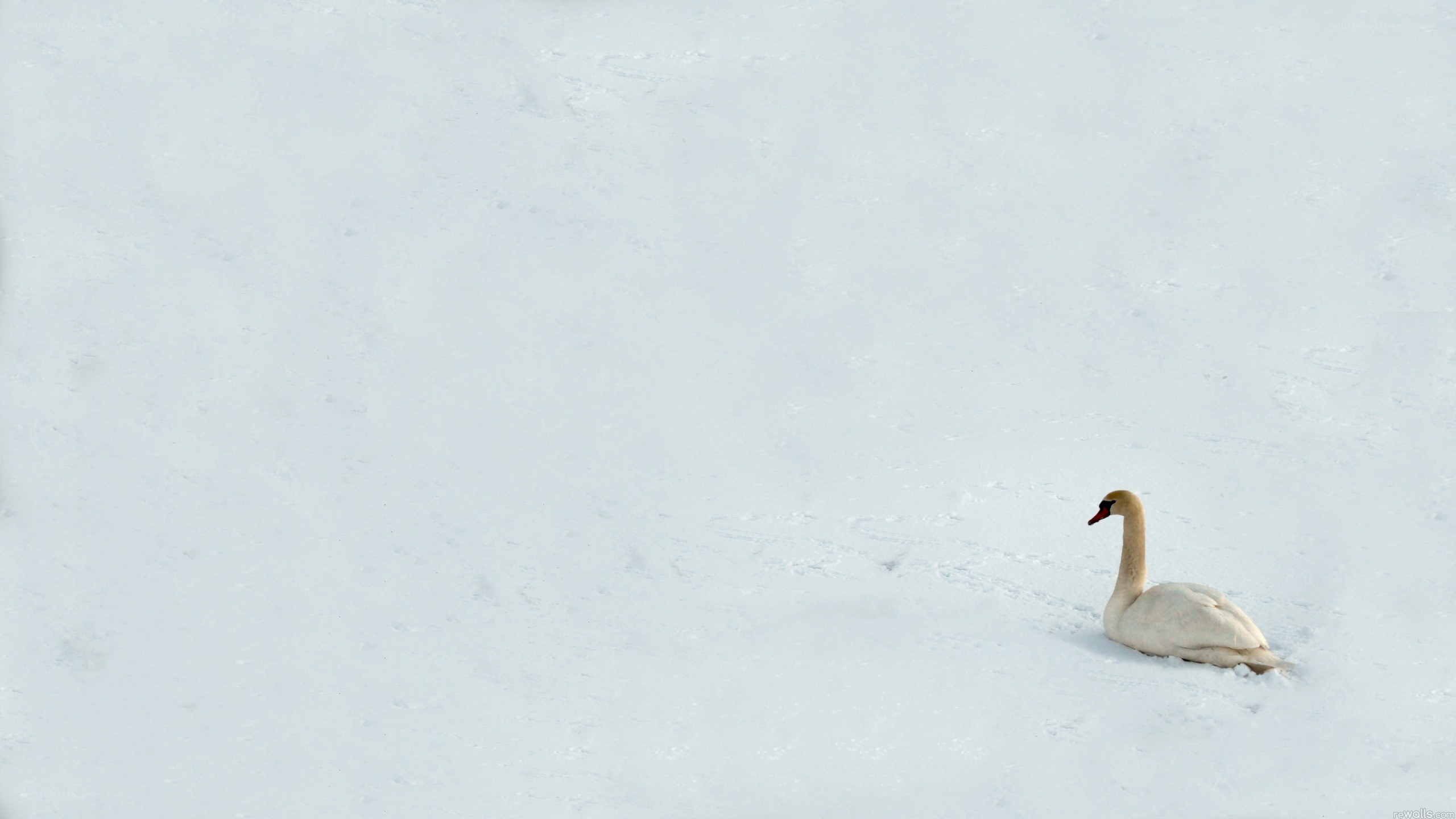 Swan on snowy field