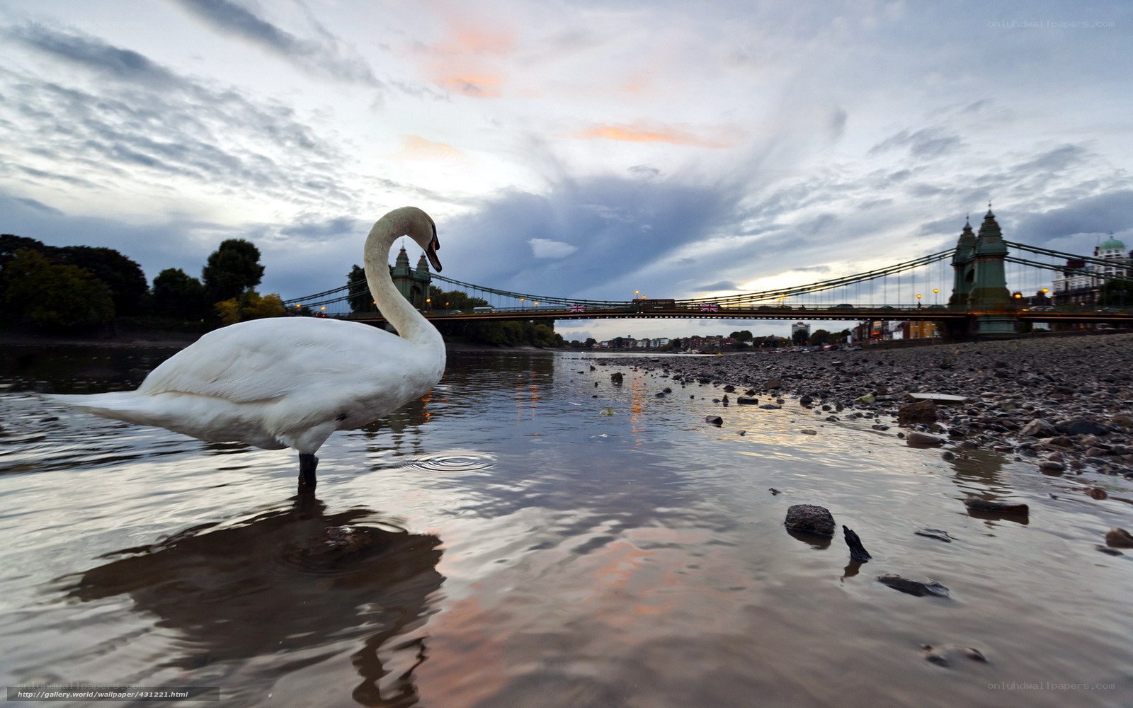 Swan on the River Thames