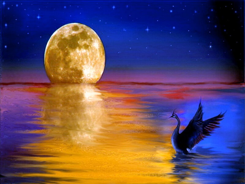 Swan on Water — Blue, Serene, Night