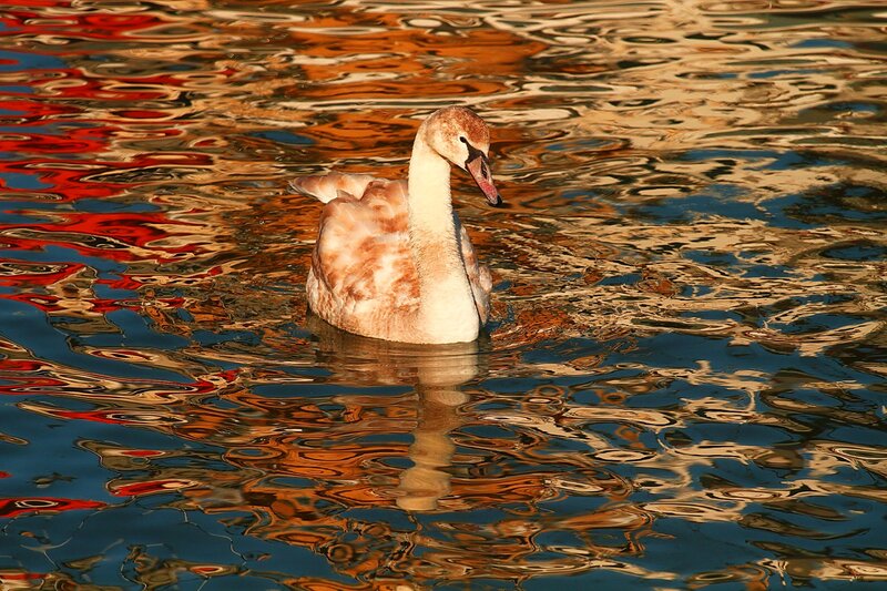 Swan on Water — Blue, Serene, Sunset, Photograph, Reflection