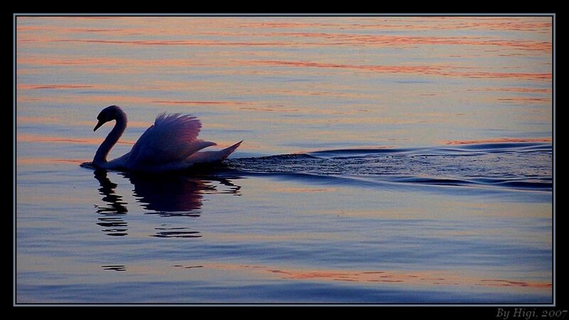Swan on Water — Blue, Serene, Sunset, Photograph
