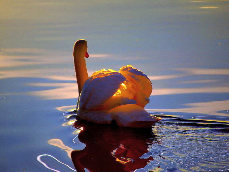 Swan on Water — Blue, Serene, Sunset