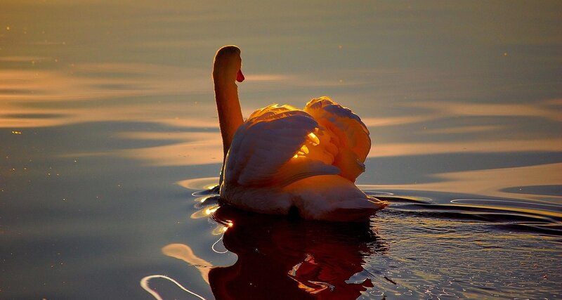 Swan on Water — Gold, Serene