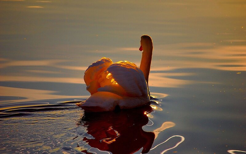 Swan on Water — Gold