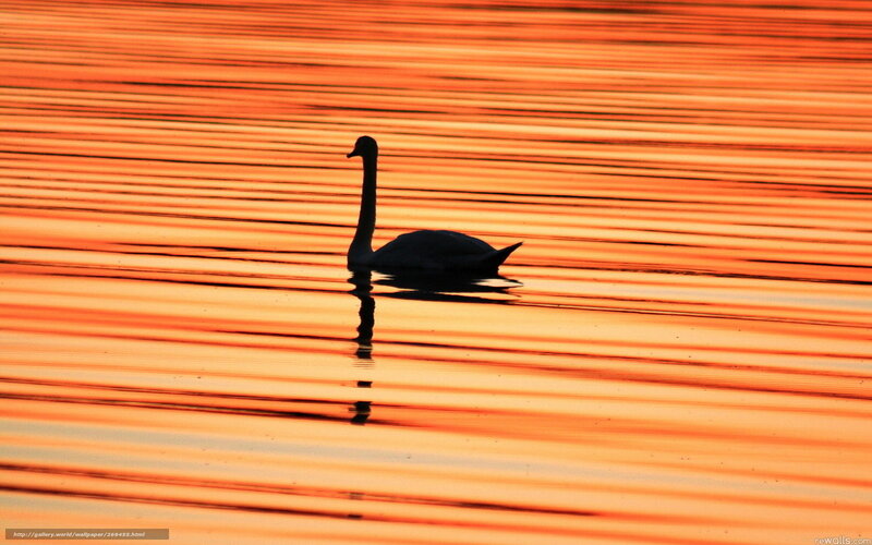 Swan on Water — Orange, Serene, Sunset