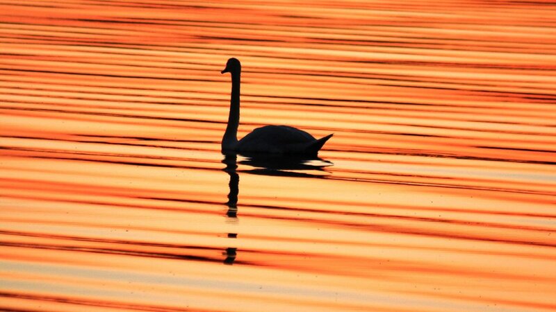 Swan on Water — Orange, Serene