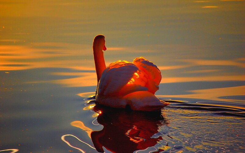 Swan on Water — Orange