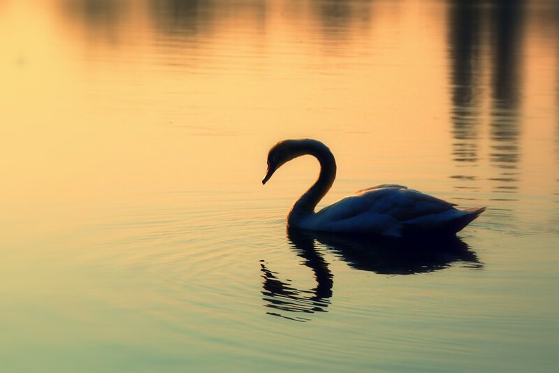 Swan on Water