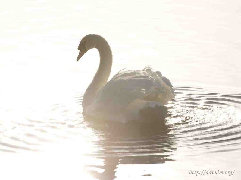 Swan on Water — White, Serene, Sunset, Photograph