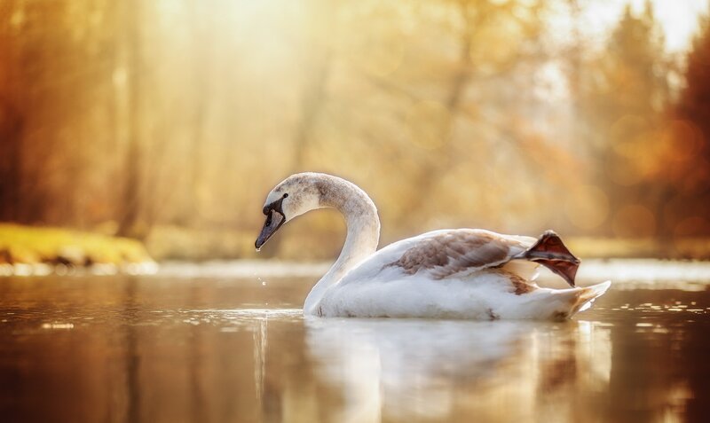 Swan on Water — White, Serene, Sunset