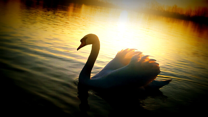 Swan on Water — Yellow