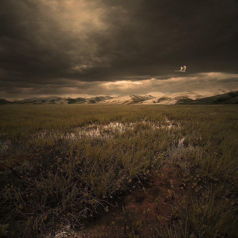 Swan over a marshy field