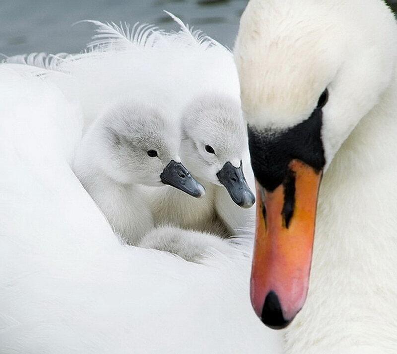 Swan Parents with Cygnets