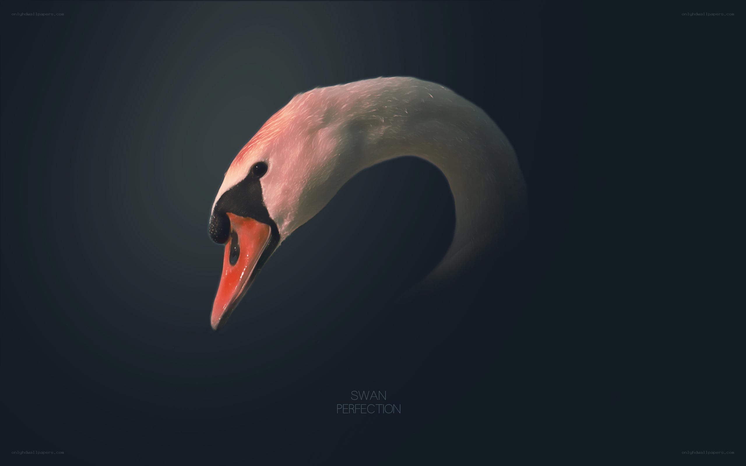 Swan Perfection