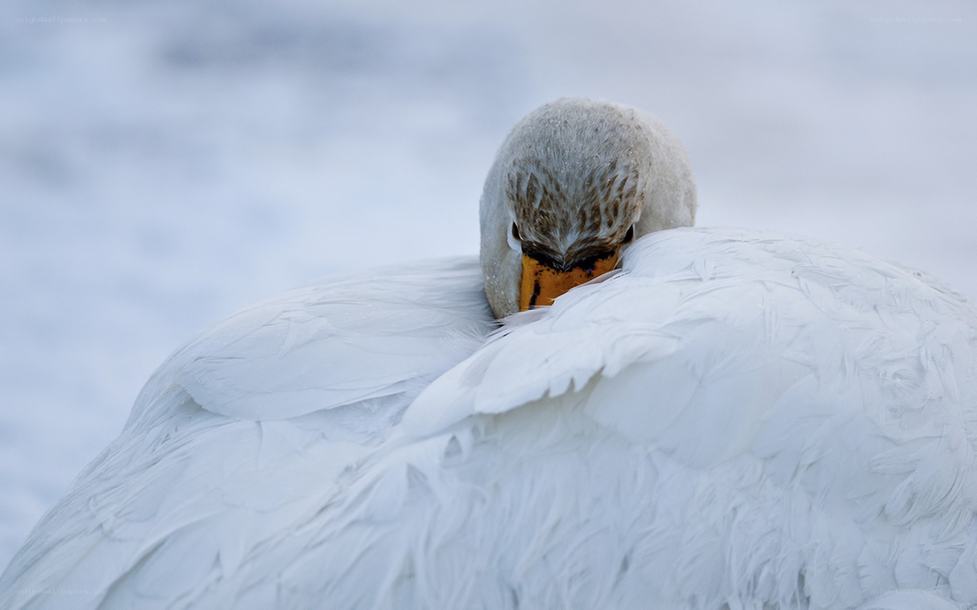 Swan preening in snow