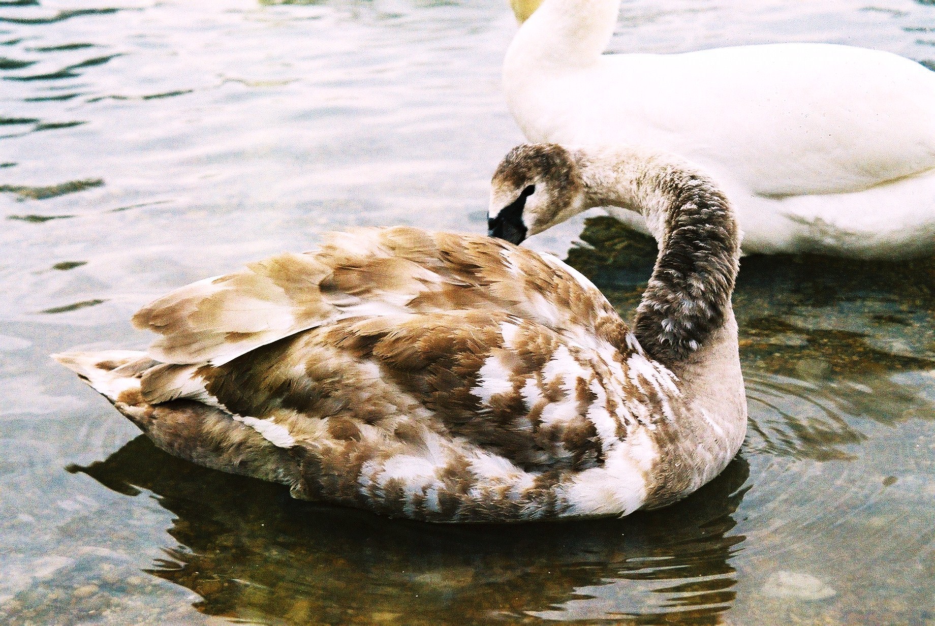 swan preening in water