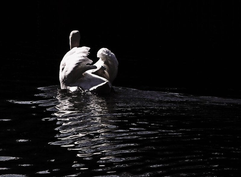 Swan preening on dark water