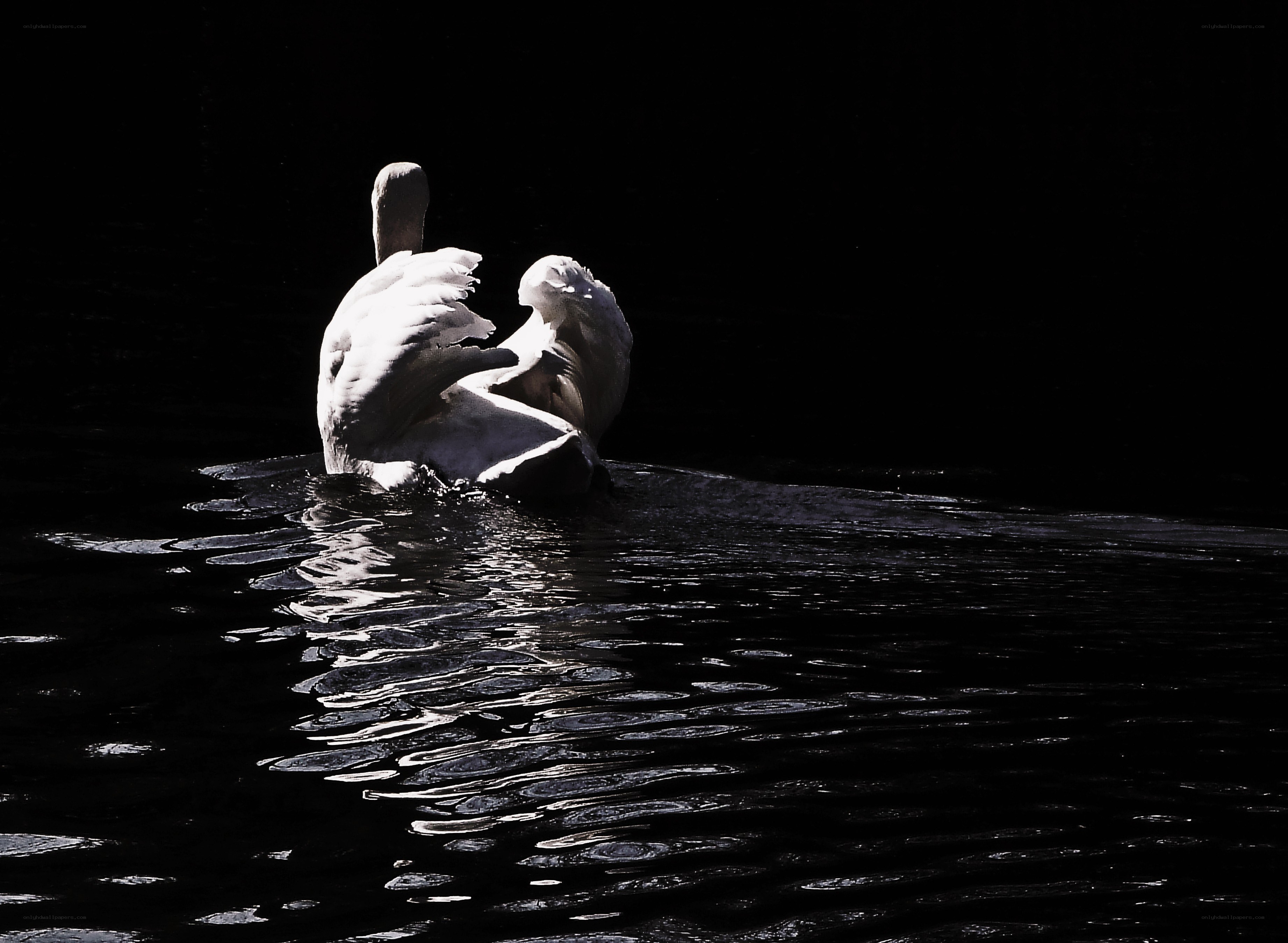 Swan preening on dark water