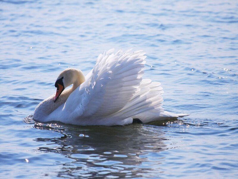 Swan preening on water