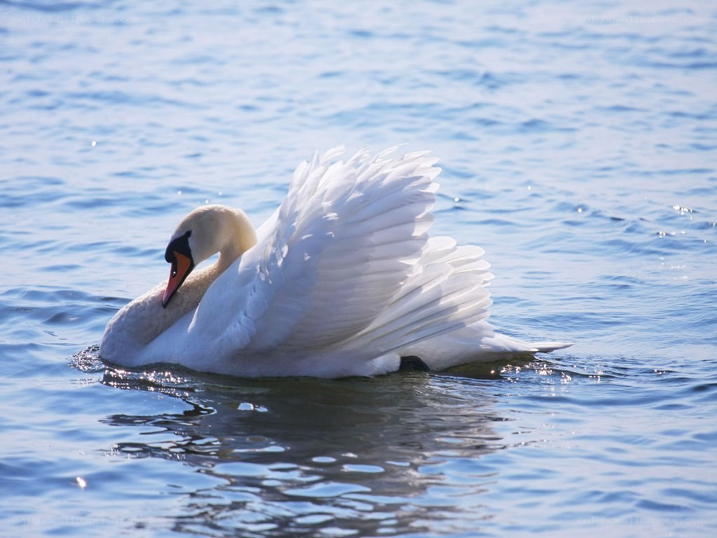 Swan preening on water