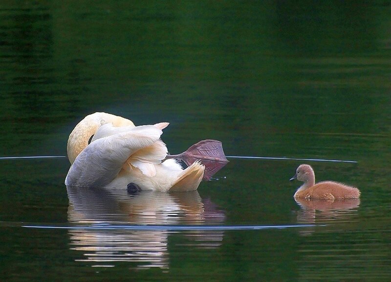 Swan preening with cygnet