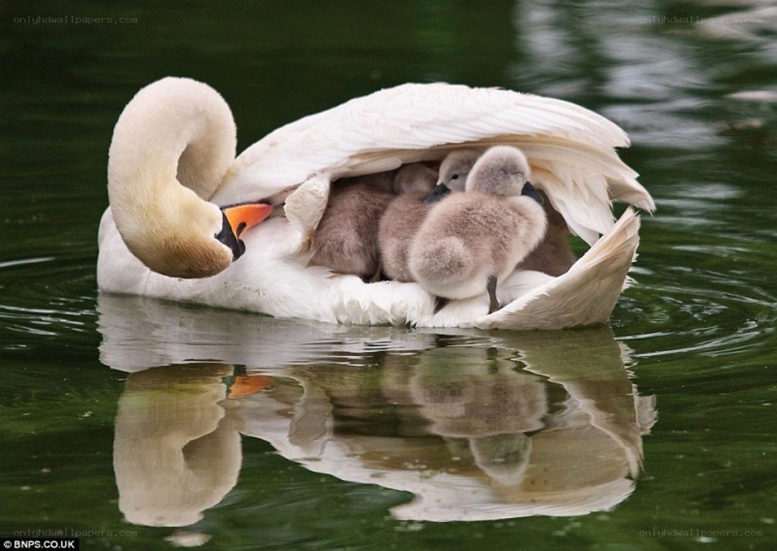 Swan protecting cygnets