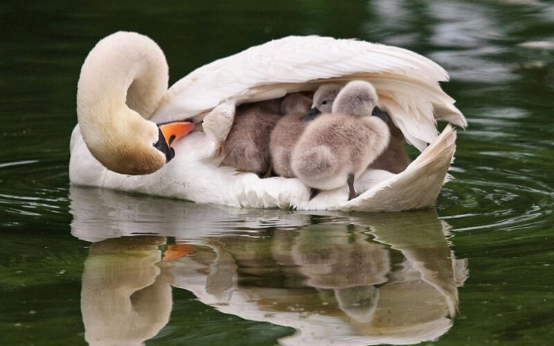 Swan protecting its cygnets