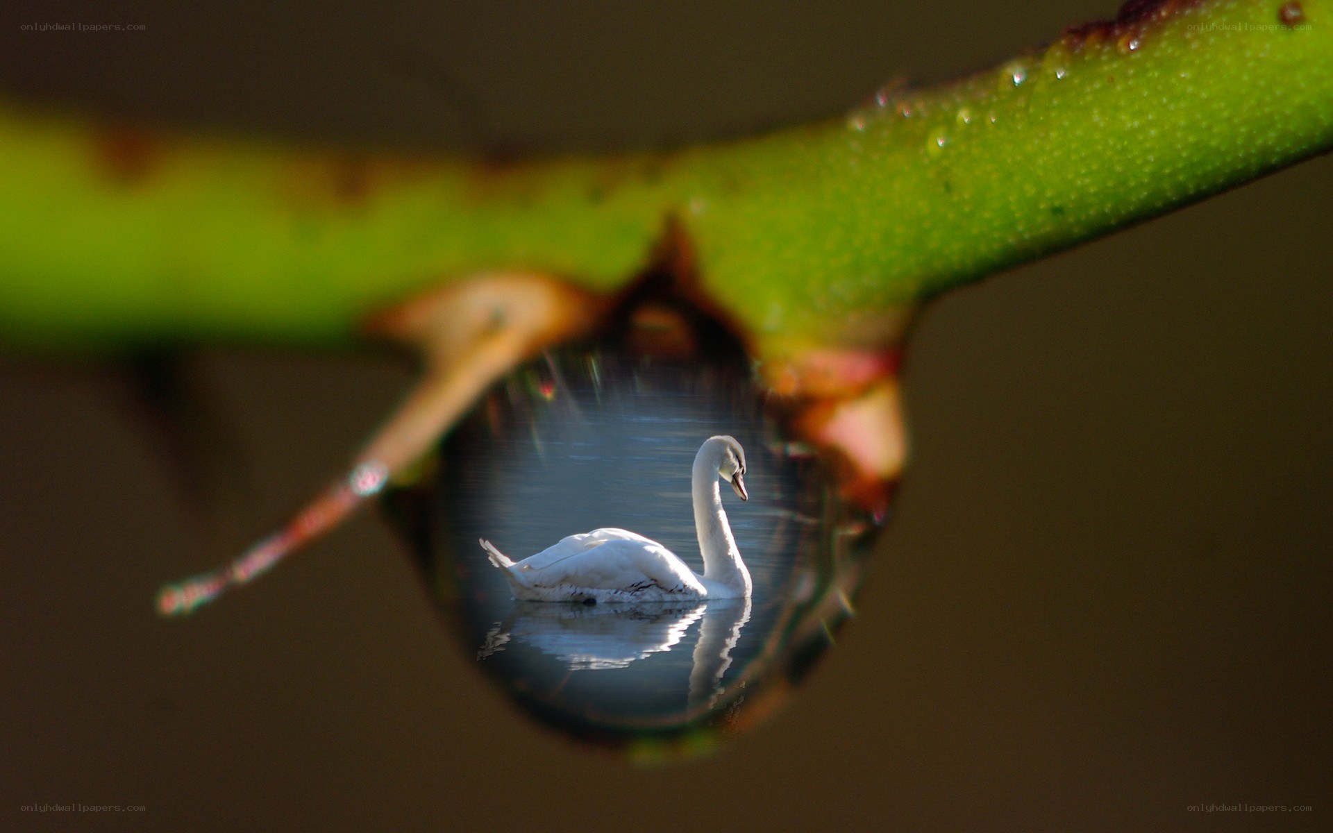 Swan reflected in a water droplet