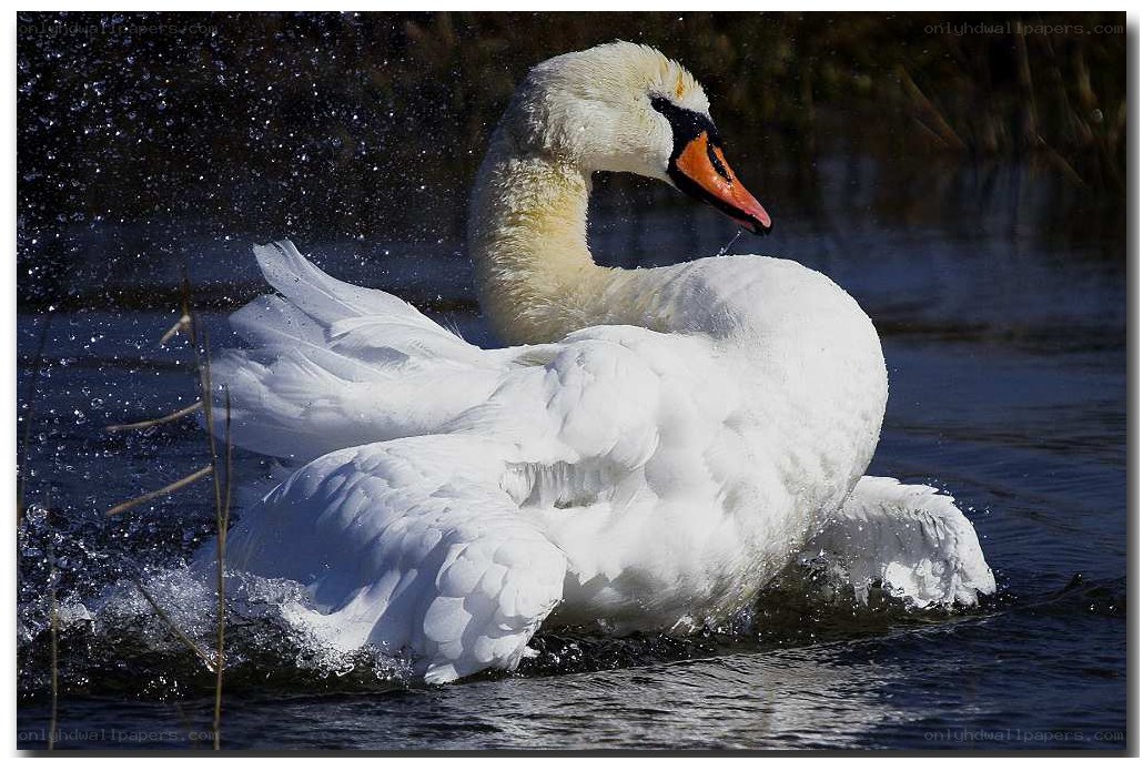 Swan splashing in water