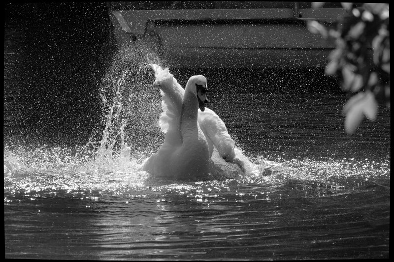Swan Splashing in Water — Black