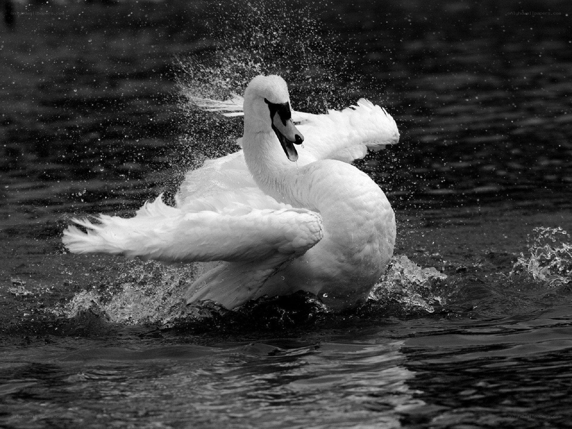 Swan splashing in water