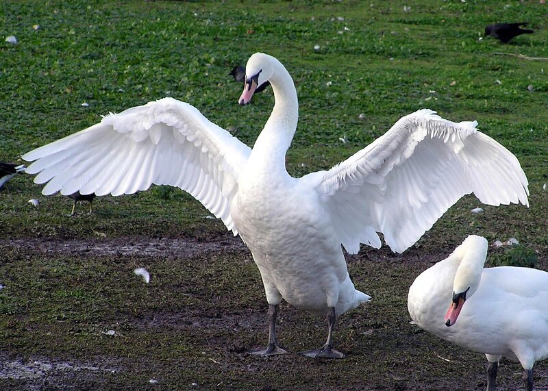 Swan spreading its wings