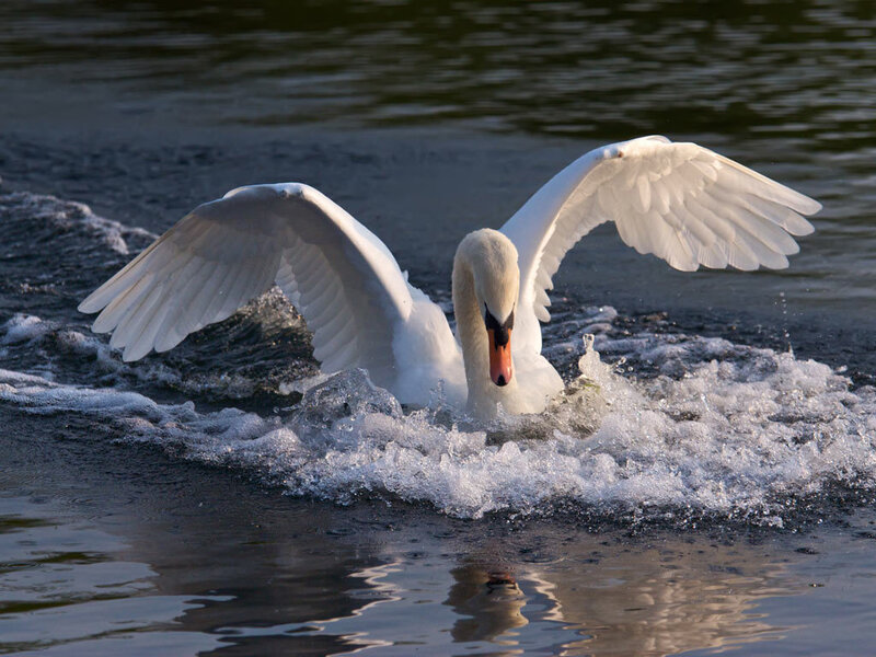 swan spreading its wings on water