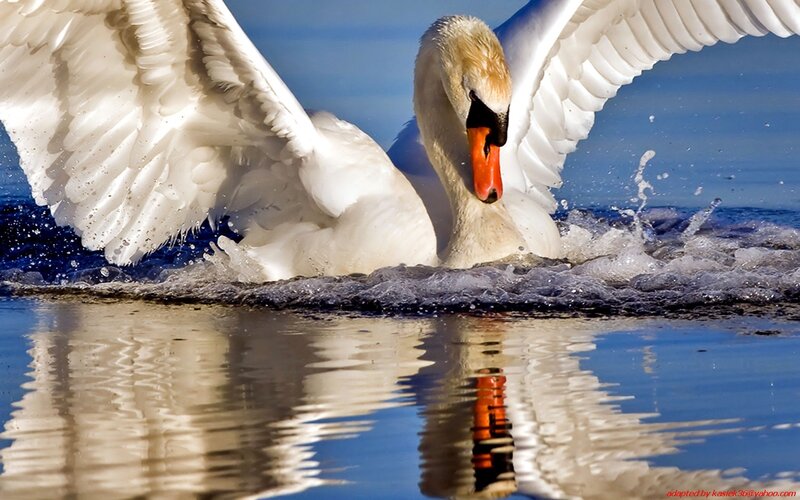 Swan spreading its wings on water