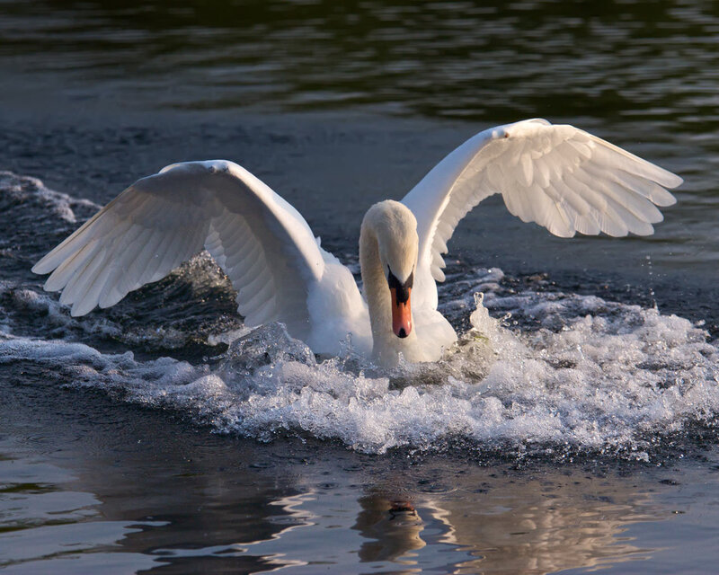 swan spreading its wings on water