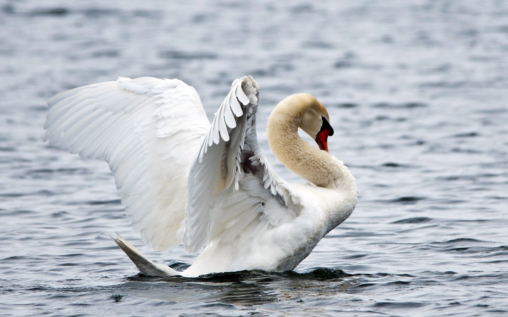 Swan spreading its wings on water