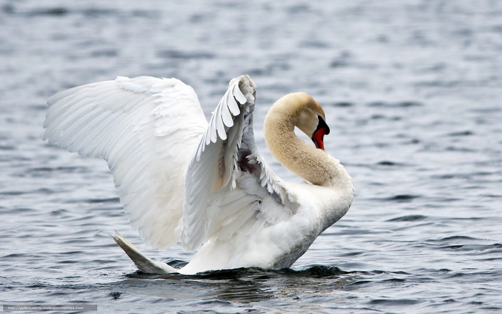 Swan spreading its wings