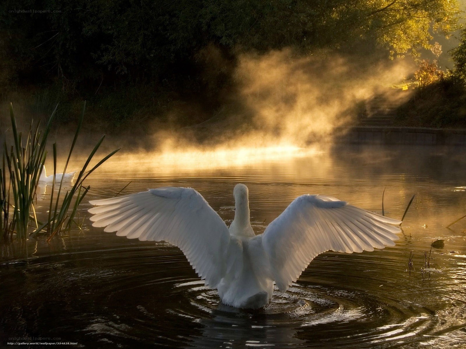 Swan spreading wings at dawn