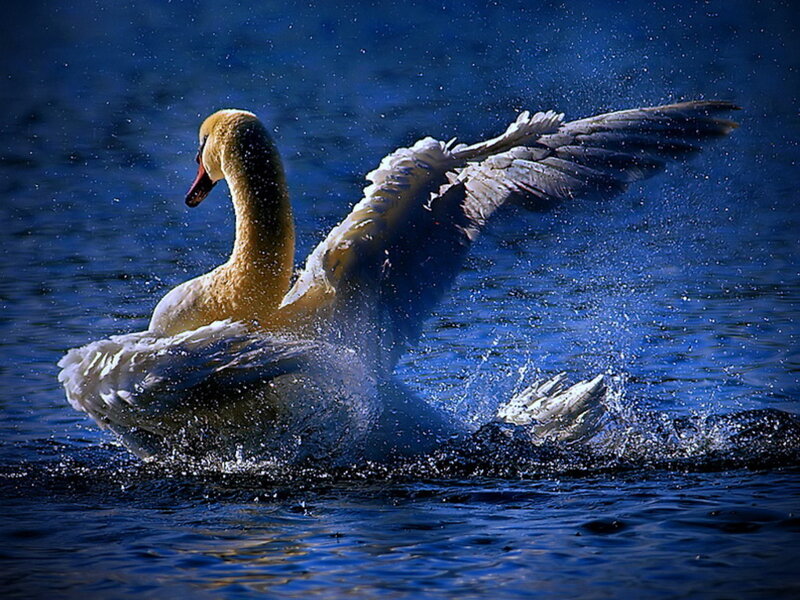 Swan Spreading Wings — Blue, Dramatic