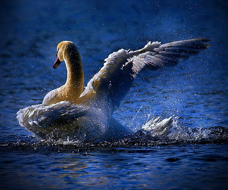 Swan Spreading Wings — Blue