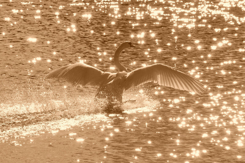 Swan Spreading Wings — Brown